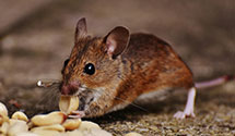 24 Hour & Emergency Exterminators in Hack, NJ